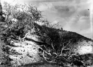 Dornbuschformation : Dornensträucher und Kakteengewächse an einem Berghang