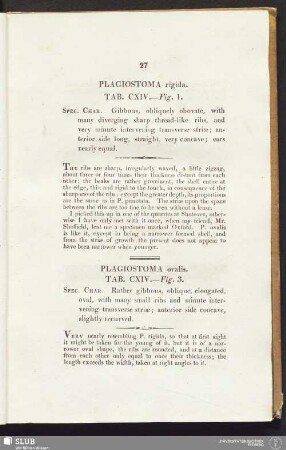 Plagiostoma ovalis. Tab. CXIV. — Fig. 3