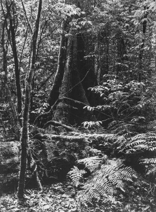 Dichter Wald : Brettwurzeln eines Baumes in einem dichten, von Menschenhand unberührten Wald