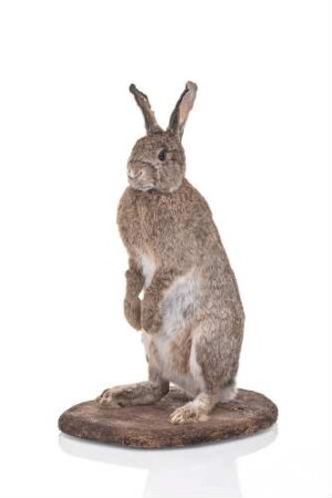 Wildkaninchen, Oryctolagus cuniculus, männlich