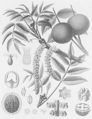Walnuss (Juglans regia), farbig : Geographie | Wirtschaftsgeographie | Obstpflanzen | Obst der nördlichen Zone (Äpfel, Birnen, Pflaumen, Kirschen, Erdbeeren und Beerensträucher, Weintrauben, Edelkastanien, Orangen, Citronen, Johannesbrotbaum, Feigenbaum, Opuntia ficus indica, Dattelpalme)