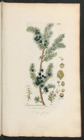 371. Juniperus communis