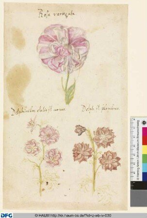 Studien verschiedener Blüten (Rosa Variegata di Bologna, Hoher Rittersporn)