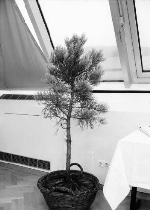 Freiburg: Festveranstaltung in St. Ursula; vom Gartenamt gestalteter Raum