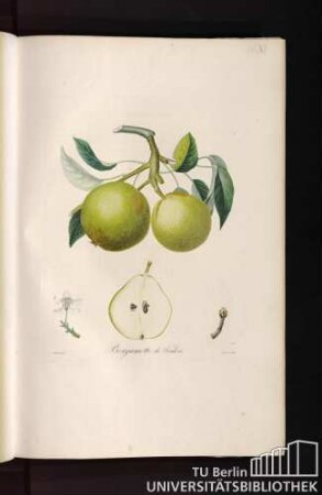Pl. XI. Bergamotte de Soulères.