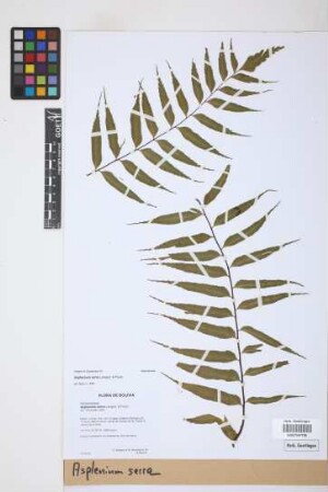 Asplenium serra Langsd. & Fisch.