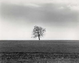Baum auf einem Feld