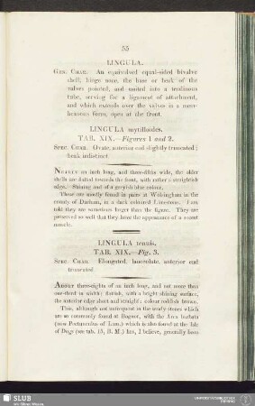 Lingula tenuis. Tab. XIX. - Fig. 3