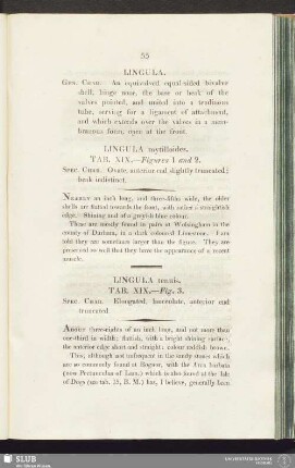 Lingula tenuis. Tab. XIX. - Fig. 3