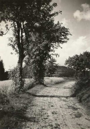 Altenberg-Geising,Geisingberg (824 m). Ansicht von Nordosten von der Straße Bärenstein - Altenberg nahe des Lerchenhübels
