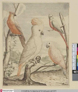 [Gelbhaubenkakadu und drei andere Papageien; Crested Cockatoo and three other Parrots]