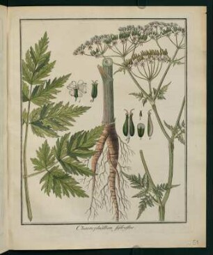 51r, Chaerophyllum sylvestre