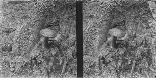 Maronen-Röhrling : Maronen-Röhrling (Imleria badia).