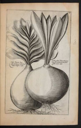 Taf. 67. [Narcissus und Ornithogalum]
