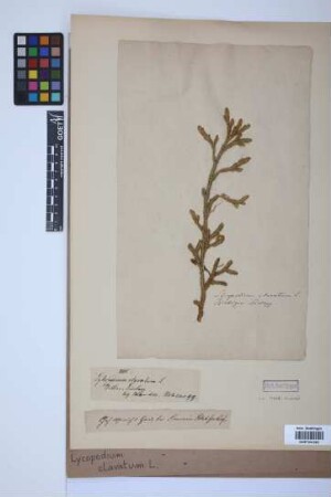Lycopodium clavatum clavatum L.