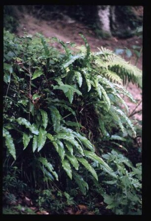 Flora am Kaiserstuhl