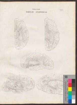 Tabula Decima (Lineartafel mit Maßstab und Farbkeil)
