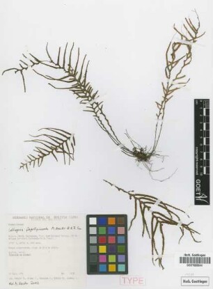 Lellingeria flagellipinnata M.Kessler & A.R.Sm. [paratype]