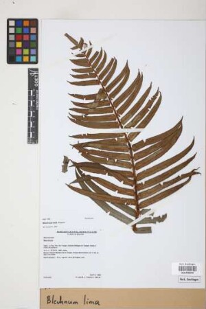 Blechnum lima Rosenst.