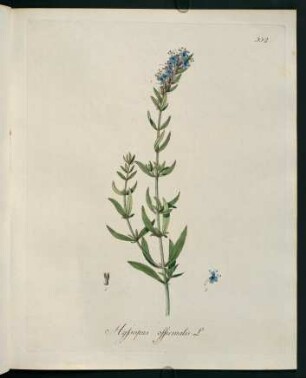 Hyssopus officinalis L.