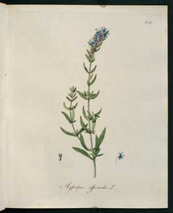 Hyssopus officinalis L.
