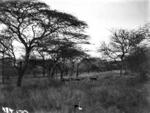 Impalas : Eine Herde aus Impala-Antilopen in der Savanne nahe Sabie
