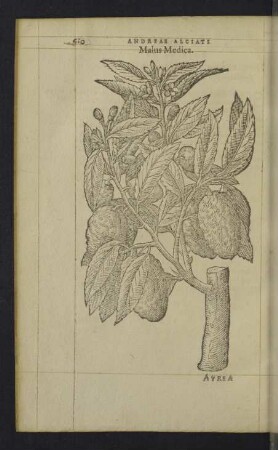 Malus Medica.