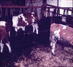 Fotografie: Stallsystem, Bullenmast, Tieflaufstall
