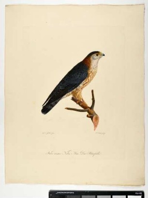 Falco Caesius. Nobis. Mas. Der Blaufalke. - Kornweihe. Circus cyaneus; mas. - Zeichner: Ambrosius Gabler; Stecher: Johann Carl Bock