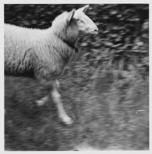 Schaf (Ovis gmelini aries; früher Ovis aries Linné)
