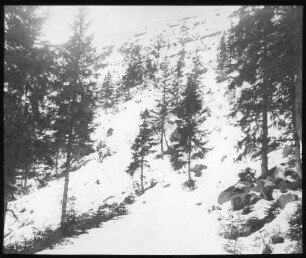 Im Biberkessel der Hornisgrinde