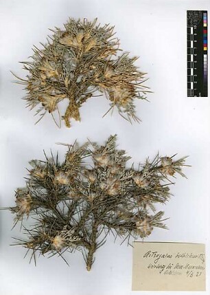 Leguminosae Astragalus bethlemiticus Boissier, Edmond (1810 - 1885) [Bethlehem, Bait Lahm]