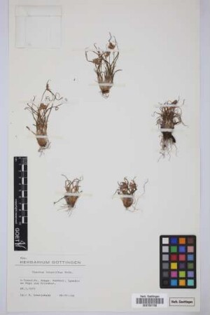 Cyperus rubicundus Vahl