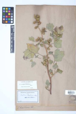 Xanthium brasilicum Vell.