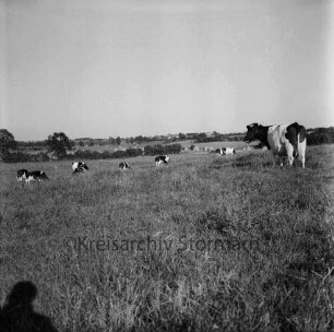 Nütschau: Landwirtschaft: Wiese mit Rinderherde: hinten Heuhocken, Knicklandschaft und Häuser