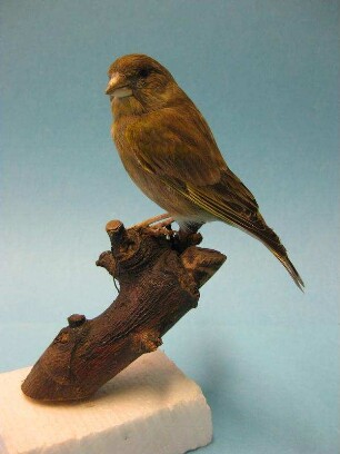 Grünfink, Carduelis chloris