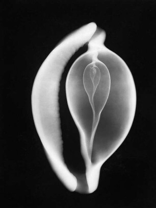 Ovula ovum (Eischnecke), Röntgenaufnahme