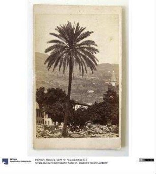 Palmeiro, Madeira.