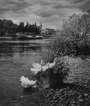 Archivfotografie "neckar_edingen_10411"