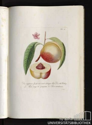 Tab. 25. Die ungeheuer Grosse mit nicht ablösigen Stein, Der rothe Härtling. Le Pavie rouge de pomponne, le Pavie monstrueux.