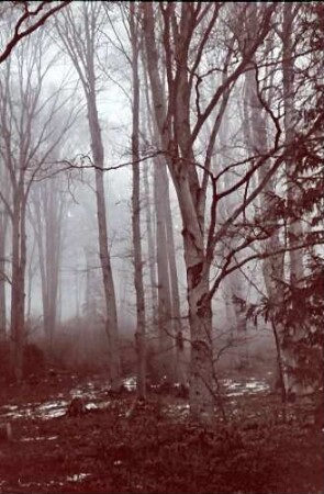Poiana Brasov: Winterlicher Buchenwald