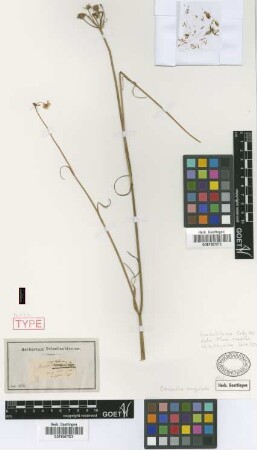 Oenanthe angulosa Griseb. [syntype]