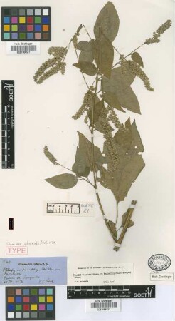 Chamissoa acuminata Mart. var. maximiliani (Mart. ex Moq.) Sohmer