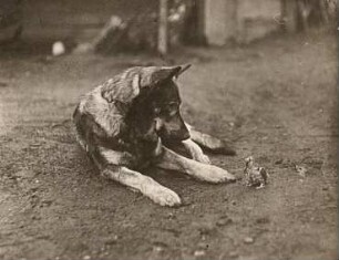 Deutschland. Deutscher Schäferhund und junger Kuckuck