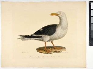 Larus marinus. Gmel. Linn. Die Mantelmeve. Mas. - Mantelmöwe. Larus marinus; mas. - Zeichner: Johann Mathias Hergenröder; Stecher: Johann Carl Bock