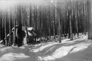 Hochwild an der Wildfütterung am Leichenweg - Forstrevier Steinbach
