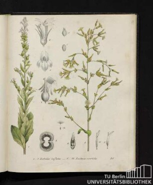 1. - 7. Lobelia inflata. / 8. - 12. Lactuca scariola.