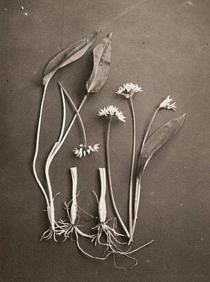 Bärlauch (Allium ursinum). Zwiebel aus unterirdischem Stengel
