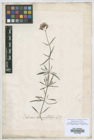 Valeriana