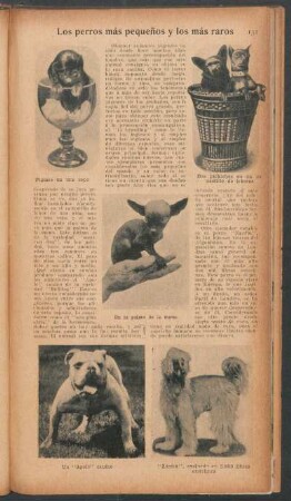 Los perros más pequeños y los más raros